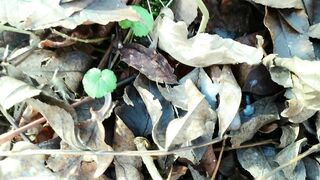 Outdoor cumshot on dry leaves ( autumn outdoor )