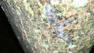 Cumshot on a tree and close up look on my fresh load