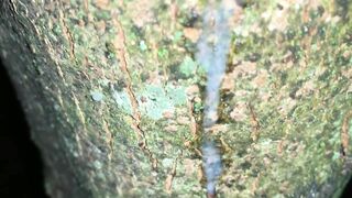 Cumshot on a tree and close up look on my fresh load