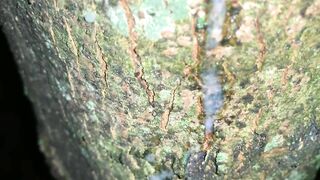 Cumshot on a tree and close up look on my fresh load